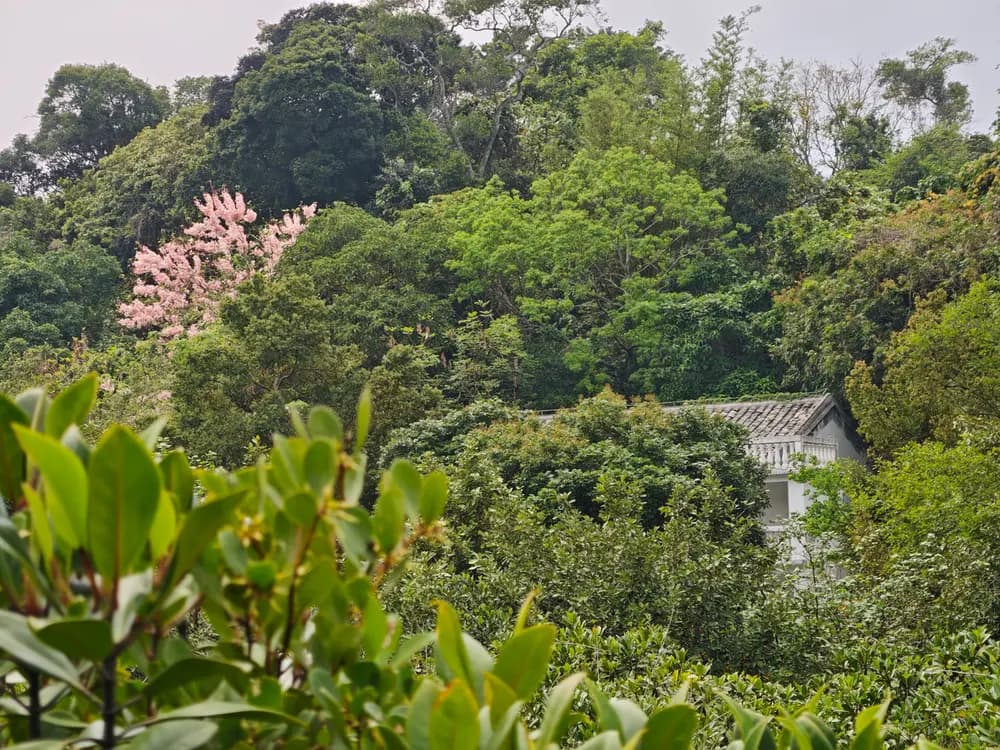 Иностранные студенты Shenzhen University в Baguang Heritiera Wetland Park Yanzao Ancient Village